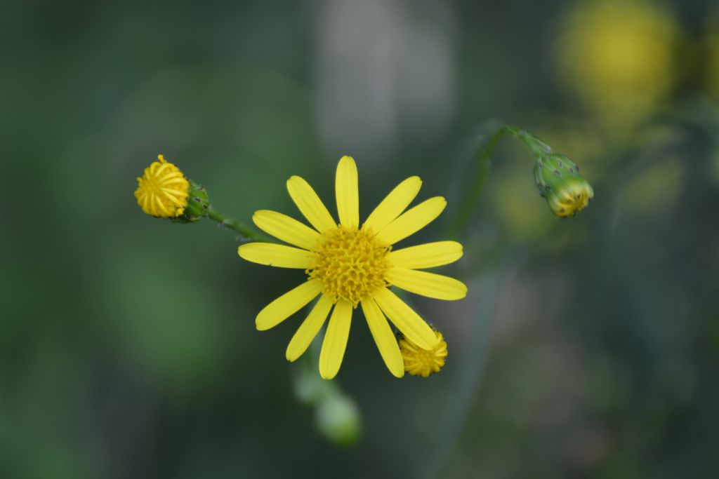 Senecio, se si, quale? Senecio inaequidens